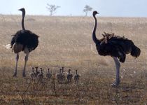 Safari Kikwit - Tanzanie