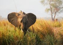 Extension - Safari dans la réserve privée d'Imbabala - Zimbabwe