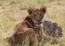 Safari Photo  - Kenya