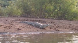 Sénégal - Crocodile