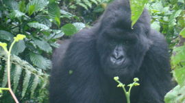 Ouganda Rwanda - Gorille