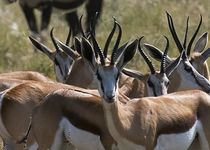 Safari regroupé - Botswana