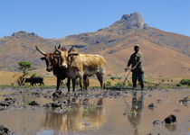 Safari Regroupé - Madagascar