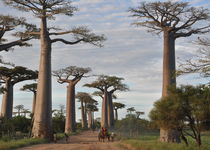 Safari Kikwit - Madagascar