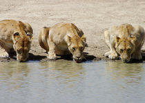 Safari Coup de coeur - Tanzanie