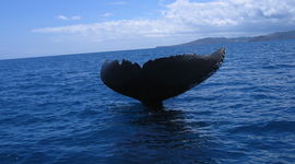 Mayotte - Baleine